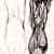 Study of posterior muscles